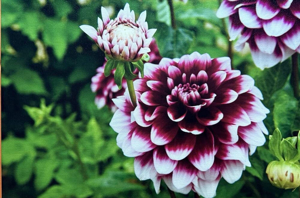 Dahlia 'Mystery Day' Canvas Art Print Barry Glick 2017 Signed Original OOAK